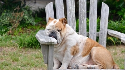 How to manage fatigue in dogs? Tips pet parents must follow (Pixabay) How to manage fatigue in dogs? Tips pet parents must follow (Pixabay)