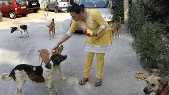 All dog lovers and those who care for dogs should start a campaign asking people to adopt stray dogs and look after them and follow the regulations that prevent pets being abandoned. (HT file photo)