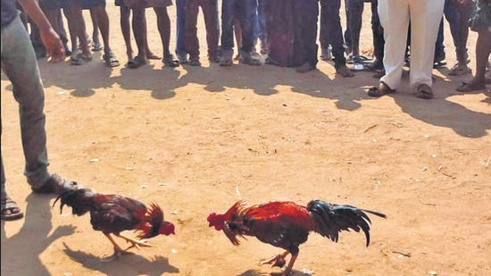 In the Sankranti festive season, hundreds of arenas are set up across the Godavari belt for playing this blood sport, in which two trained roosters fitted with razor-sharp blades and knives on their legs are pitched against each other for a fight. (HT Archives)