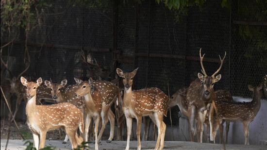 The spotted deer is protected under Schedule 2 of Wildlife Protection Act and killing it is a punishable offence, when negligence is ascertained. (Ravi Choudhary/HT PHOTO)