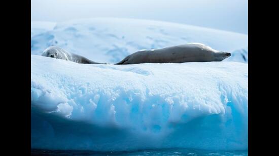 Antarctic seals lounge on ice Antarctic seals lounge on ice