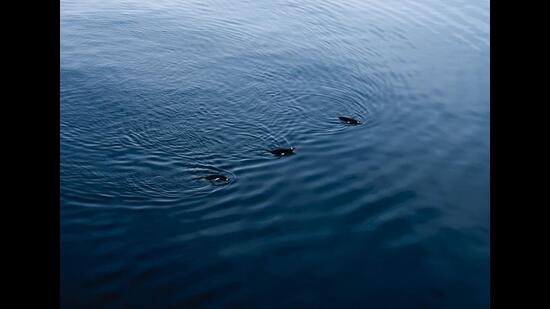 Penguins are the most common bird in the Anarctic Penguins are the most common bird in the Anarctic