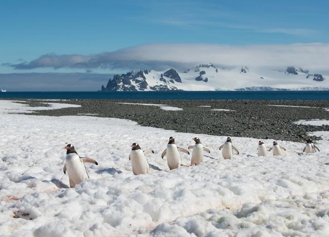 Penguins use these ‘highways’ (above) cut through the snow to commute from their homes—their nests on land—to the sea, where they catch their food Penguins use these ‘highways’ (above) cut through the snow to commute from their homes—their nests on land—to the sea, where they catch their food