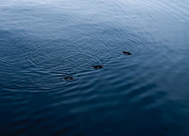 Penguins are the most common bird in the Anarctic Penguins are the most common bird in the Anarctic