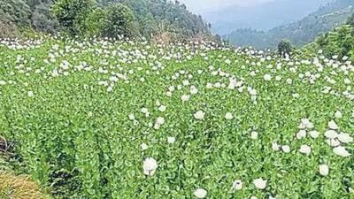 The Manipur minister said he was upset to see poppy cultivation in the state during an aerial survey on Friday. (Representative Image) The Manipur minister said he was upset to see poppy cultivation in the state during an aerial survey on Friday. (Representative Image)