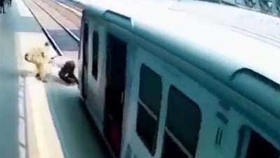 A screengrab of video shared by IAS officer Awanish Sharan A screengrab of video shared by IAS officer Awanish Sharan