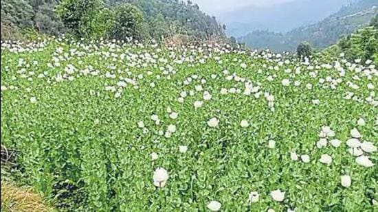 The Manipur minister said he was upset to see poppy cultivation in the state during an aerial survey on Friday. (Representative Image)