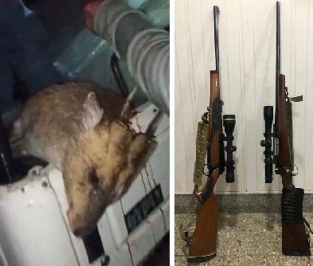 A dead deer and .30-06 rifles seized from VIP poachers. (Courtesy: Punjab forests and wildlife preservation department) A dead deer and .30-06 rifles seized from VIP poachers. (Courtesy: Punjab forests and wildlife preservation department)