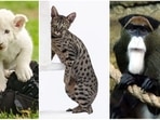 From Savannah Cat to Tibetan Mastiff: 7 most expensive pets in the world(Unsplash/pixabay) From Savannah Cat to Tibetan Mastiff: 7 most expensive pets in the world(Unsplash/pixabay)