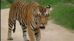 After the villagers spotted the tiger, the district administration called an all-party meeting on Sunday and called the forest department (Representative Photo) After the villagers spotted the tiger, the district administration called an all-party meeting on Sunday and called the forest department (Representative Photo)