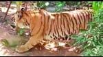 After the villagers spotted the tiger, the district administration called an all-party meeting on Sunday and called the forest department. (HT) After the villagers spotted the tiger, the district administration called an all-party meeting on Sunday and called the forest department. (HT)