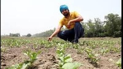 “The cost of irrigation water for raising the spring maize is not taken into account by farmers because of free electricity to the farm sector. Therefore, farmers should be sensible in choosing the crops for this season as the groundwater level in the state is plummeting every year,” said principal extension scientist Raj Kumar from the department of economics and sociology, PAU, Ludhiana. (HT FILE PHOTO)