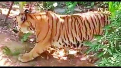 After the villagers spotted the tiger, the district administration called an all-party meeting on Sunday and called the forest department. (HT) After the villagers spotted the tiger, the district administration called an all-party meeting on Sunday and called the forest department. (HT)