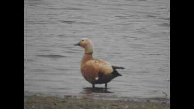 Ruddy Shelduck at Soor Sarovar. (HT) Ruddy Shelduck at Soor Sarovar. (HT)