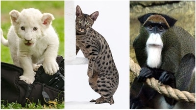 From Savannah Cat to Tibetan Mastiff: 7 most expensive pets in the world (Unsplash/pixabay) From Savannah Cat to Tibetan Mastiff: 7 most expensive pets in the world (Unsplash/pixabay)