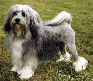 They are also known for being adaptable and easy to train, making them a popular choice as a companion pets. (pinterest) They are also known for being adaptable and easy to train, making them a popular choice as a companion pets. (pinterest)