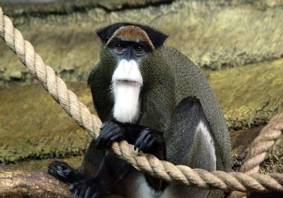 These monkeys are highly intelligent and are sought after as exotic pets. (pixabay) These monkeys are highly intelligent and are sought after as exotic pets. (pixabay)