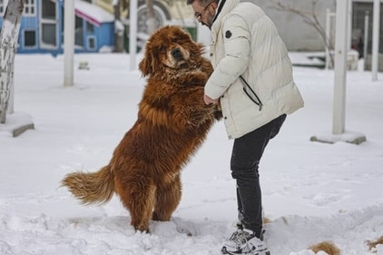 Tibetan Mastiff require a lot of space and a healthy diet to maintain their size. (Gettyimages) Tibetan Mastiff require a lot of space and a healthy diet to maintain their size. (Gettyimages)