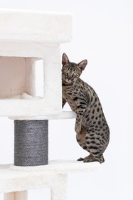 They have a unique personalities, they are very active, curious and social cats. (Unsplash) They have a unique personalities, they are very active, curious and social cats. (Unsplash)