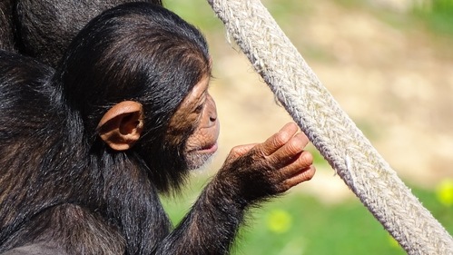 They are wild animals, and living in captivity can cause significant stress and behavioural problems. (Unsplash) They are wild animals, and living in captivity can cause significant stress and behavioural problems. (Unsplash)