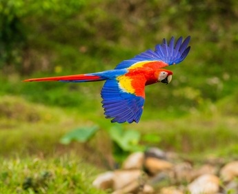 Macaw parrots require proper care and attention, including a healthy diet and plenty of socialization. (Unsplash) Macaw parrots require proper care and attention, including a healthy diet and plenty of socialization. (Unsplash)