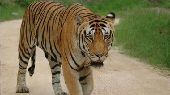 After the villagers spotted the tiger, the district administration called an all-party meeting on Sunday and called the forest department (Representative Photo)