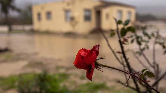 California Storm Emergency: Water drips from a rose near a house flooded by the Salinas River near Chualar, California.(AFP)
