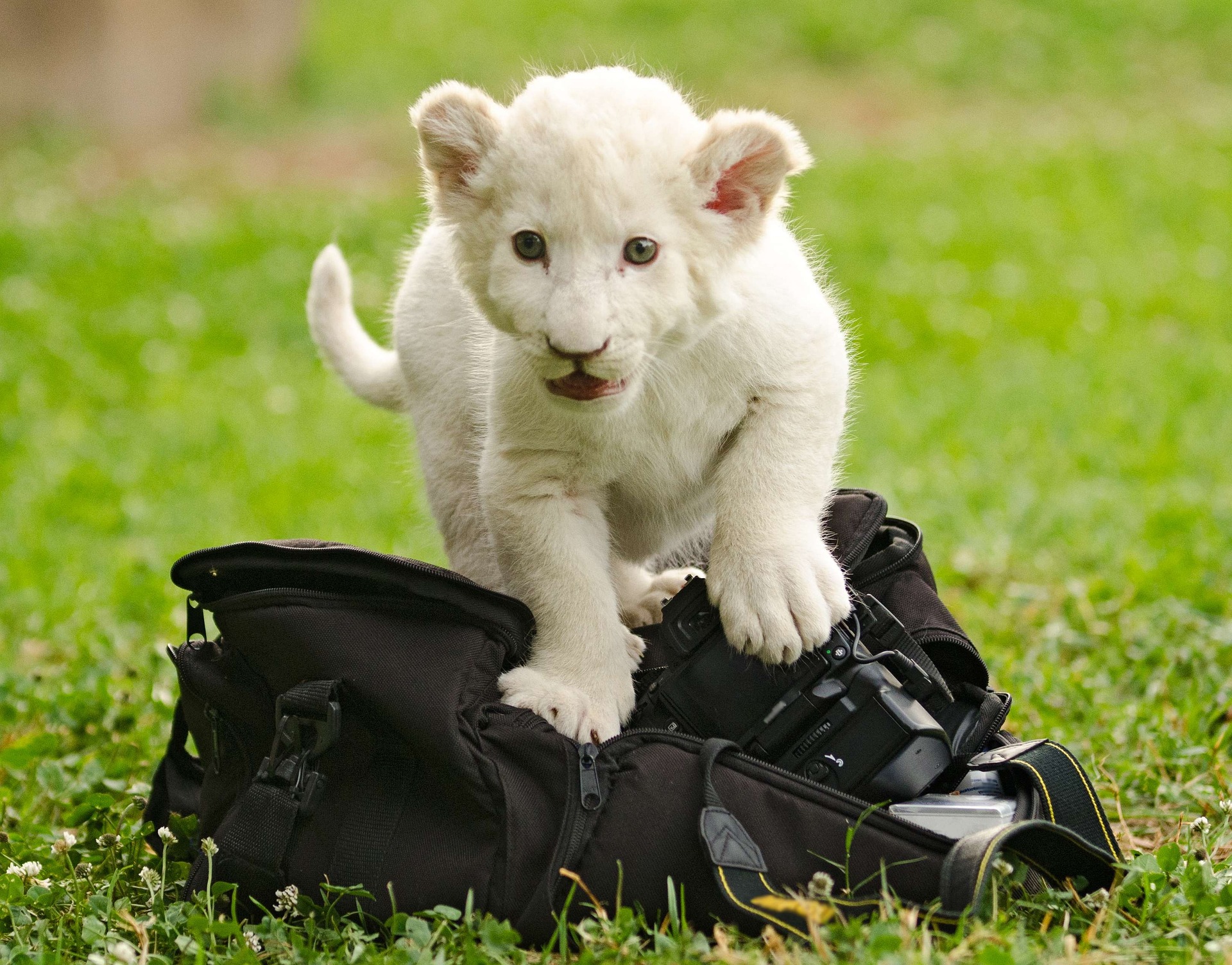 White lions require proper care, attention, and a special diet.