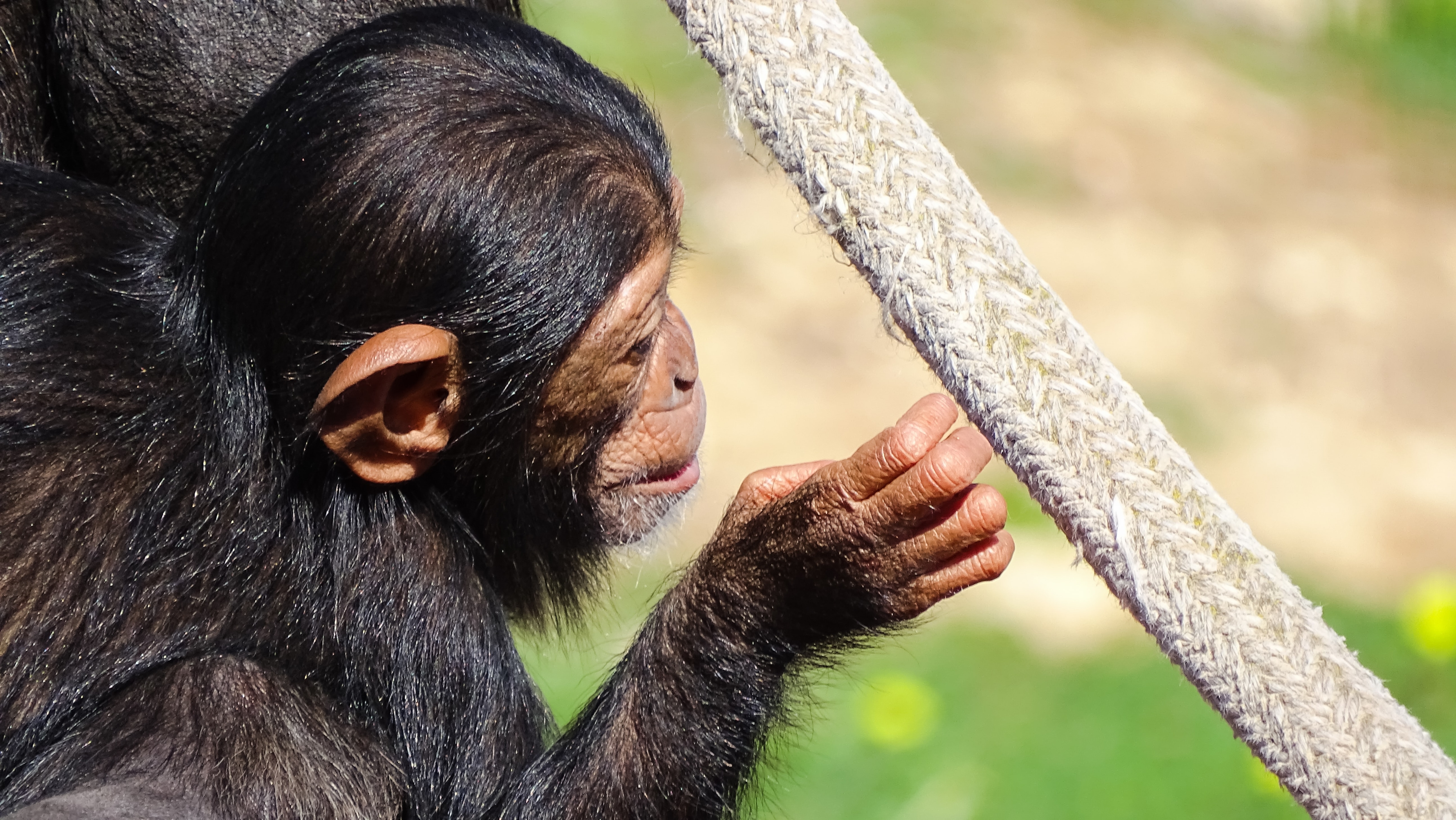 They are wild animals, and living in captivity can cause significant stress and behavioural problems. (Unsplash) They are wild animals, and living in captivity can cause significant stress and behavioural problems. (Unsplash)