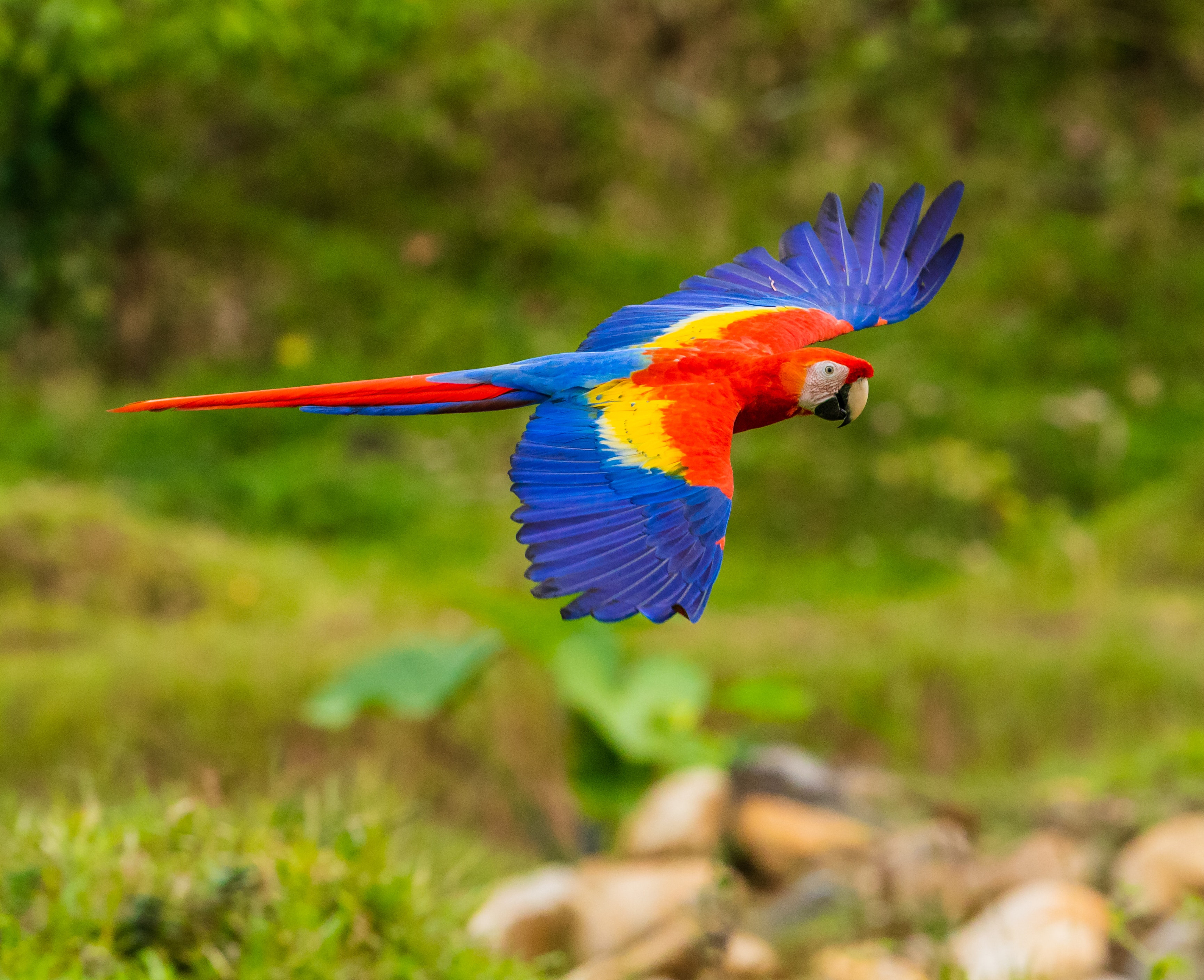 Macaw parrots require proper care and attention, including a healthy diet and plenty of socialization. (Unsplash)