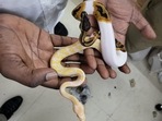 45 ball pythons, three marmosets, three star tortoises and eight corn snakes were recovered by the Customs department of Chennai Airport. 45 ball pythons, three marmosets, three star tortoises and eight corn snakes were recovered by the Customs department of Chennai Airport.