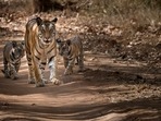 Tigresses require an inviolate space of 800-1,200 sq km to breed a viable population of 80-100 tigers. In a densely populated country such as ours, however, pristine wilderness is wishful thinking( Shutterstock) Tigresses require an inviolate space of 800-1,200 sq km to breed a viable population of 80-100 tigers. In a densely populated country such as ours, however, pristine wilderness is wishful thinking( Shutterstock)