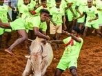 Jallikattu news: 60 wounded after bulls run amok in Madurai event Jallikattu news: 60 wounded after bulls run amok in Madurai event