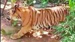 Last Saturday, a 10-year-old male tiger that killed a farmer in Wayanad was darted and moved to the animal nursing centre. (Video grab) Last Saturday, a 10-year-old male tiger that killed a farmer in Wayanad was darted and moved to the animal nursing centre. (Video grab)