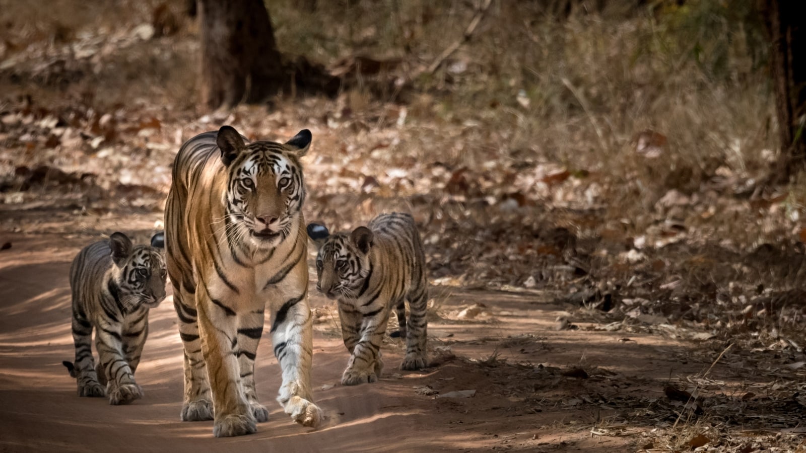 How many tigers can India's forests sustain? - Hindustan Times