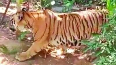 Last Saturday, a 10-year-old male tiger that killed a farmer in Wayanad was darted and moved to the animal nursing centre. (Video grab) Last Saturday, a 10-year-old male tiger that killed a farmer in Wayanad was darted and moved to the animal nursing centre. (Video grab)