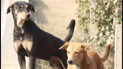 Stray dogs at Kavi Nagar in Ghaziabad on January 16. According to a 2020 survey, Ghaziabad city has an estimated population of 48,000 stray dogs. (Sakib Ali/HT Photo) Stray dogs at Kavi Nagar in Ghaziabad on January 16. According to a 2020 survey, Ghaziabad city has an estimated population of 48,000 stray dogs. (Sakib Ali/HT Photo)