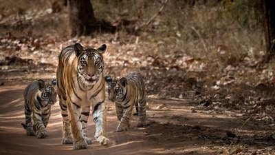 Tigresses require an inviolate space of 800-1,200 sq km to breed a viable population of 80-100 tigers. In a densely populated country such as ours, however, pristine wilderness is wishful thinking ( Shutterstock) Tigresses require an inviolate space of 800-1,200 sq km to breed a viable population of 80-100 tigers. In a densely populated country such as ours, however, pristine wilderness is wishful thinking ( Shutterstock)