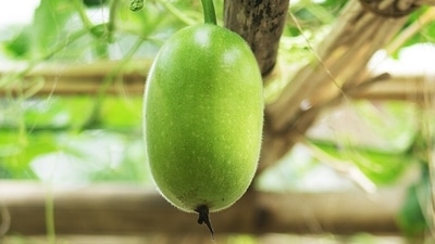 Ash gourd is a good source of soluble fibre. This type of fibre forms a gel-like substance in your gut, which slows your digestion and helps promote feelings of fullness (Pixabay) Ash gourd is a good source of soluble fibre. This type of fibre forms a gel-like substance in your gut, which slows your digestion and helps promote feelings of fullness (Pixabay)