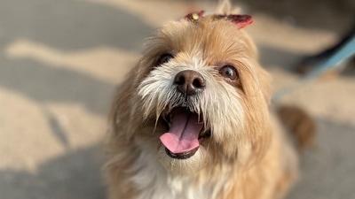 Crate training, potty training, and basic obedience taught as a puppy will solve many problems an adult dog may have. (Megha Mookim)