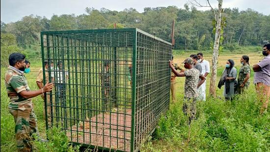 As many as six tigers have been captured by authorities in the past one year in the north Kerala district, according to officials in the forest department. (HT)