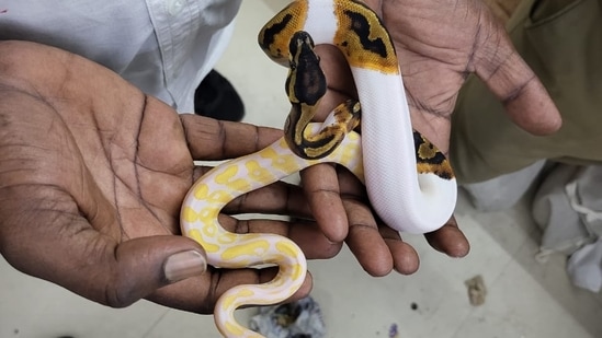 45 ball pythons, three marmosets, three star tortoises and eight corn snakes were recovered by the Customs department of Chennai Airport.