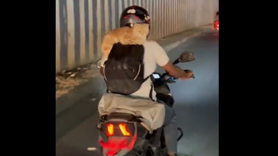 Man rides a bike with a cat sitting on his shoulder. Video prompts ...