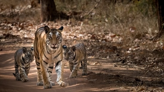 Tigresses require an inviolate space of 800-1,200 sq km to breed a viable population of 80-100 tigers. In a densely populated country such as ours, however, pristine wilderness is wishful thinking( Shutterstock)