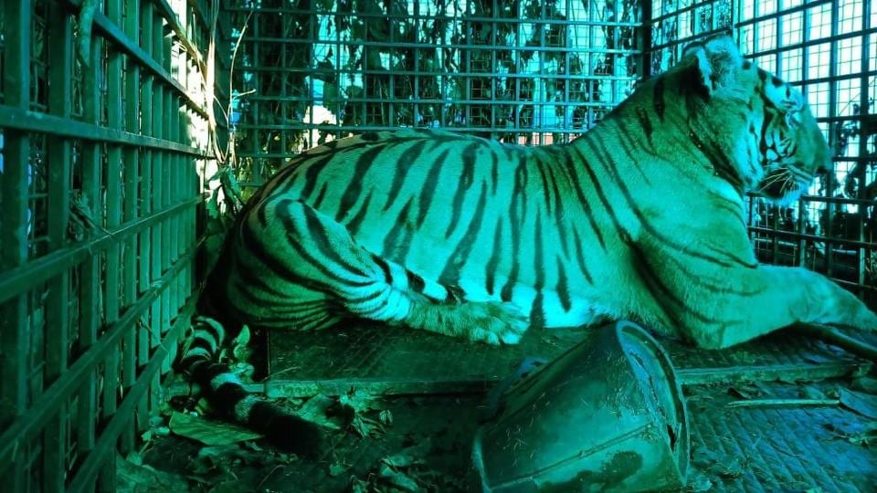 Forest department officials said that they are planning to approach the National Tiger Conservation Authority to shift some of the captured animals to zoos. (Sourced) Forest department officials said that they are planning to approach the National Tiger Conservation Authority to shift some of the captured animals to zoos. (Sourced)
