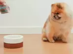 Best dog foods for your pets at the best deal 