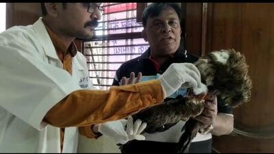 Banned Chinese manjha kills, injures hundreds of birds