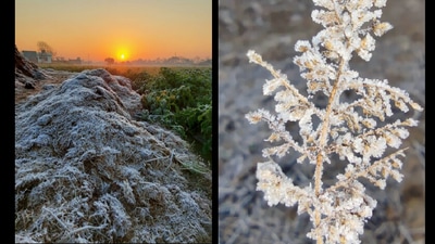 Freezing visuals amid the cold wave in North India. (Twitter/@navdeepdahiya55)