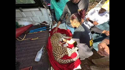 Members of ResQ Charitable trust treating the leopard. (HT PHOTO)
