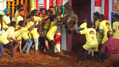 Participants try to control a bull during 'Jallikattu' in Palamedu village in Madurai. (AFP) Participants try to control a bull during 'Jallikattu' in Palamedu village in Madurai. (AFP)